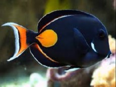 Acanthurus achilles