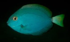 Acanthurus albipectoralis