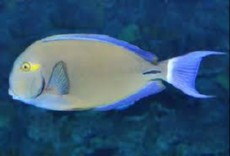 Acanthurus auranticavus