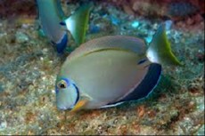 Acanthurus bahianus