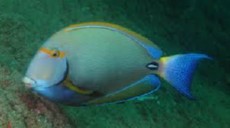 Acanthurus dussumieri