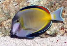 Acanthurus glaucopareius