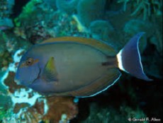 Acanthurus grammoptilus