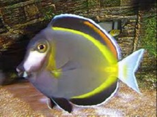 Acanthurus japonicus