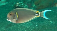 Acanthurus leucocheilus