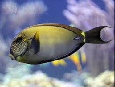 Acanthurus maculiceps