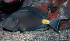 Acanthurus monroviae