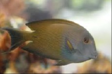 Acanthurus nigrifuscus