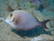 Acanthurus nigroris