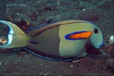 Acanthurus olivaceus