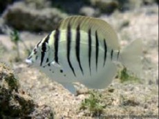 Acanthurus polyzona