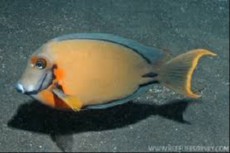 Acanthurus pyroferus