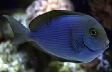 Acanthurus thompsoni