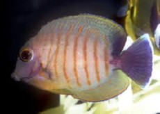 Acanthurus tristis