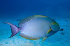 Acanthurus xanthopterus