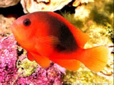 Amphiprion Ephippium