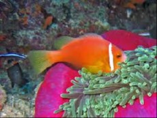 Amphiprion Nigripes