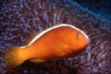 Amphiprion akallopisos