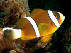 Amphiprion akindynos