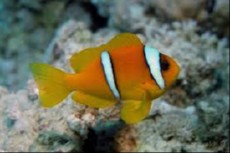 Amphiprion bicinctus