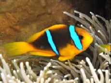 Amphiprion chrysopterus