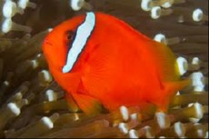 Amphiprion frenatus