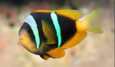 Amphiprion sebae