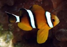 Amphiprion tricinctus