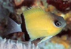 CHROMIS RETROFASCIATA