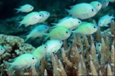 CHROMIS VIRIDIS