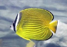 Chaetodon auripes