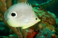 Chaetodon capistratus