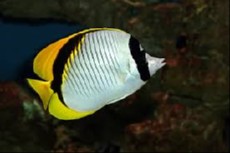 Chaetodon melannotus