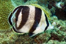 Chaetodon striatus