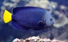 Chaetodontoplus caeruleopunctatus