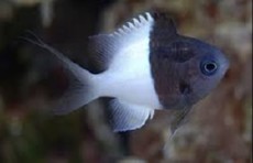 Chromis Margaritifer