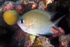 Chromis amboinensis