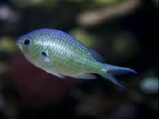 Chromis antripectoralis