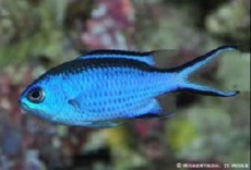 Chromis cyanea