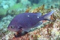 Chromis dispilus