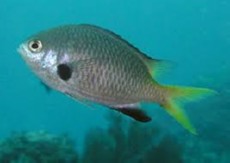 Chromis flavomaculata