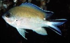 Chromis fumea