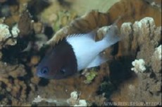 Chromis iomelas