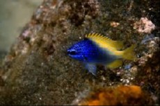 Chromis limbaughi