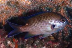 Chromis notata