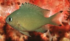 Chromis punctipennis