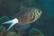 Chromis xanthura