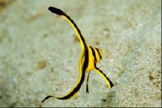 Equetus Lanceolatus juwel