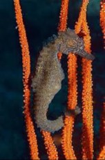 Hippocampus borboniensis