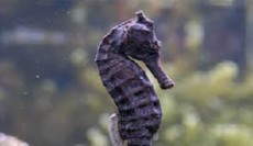 Hippocampus kelloggi